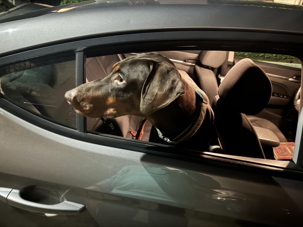 Image of Unknown, Found Dog