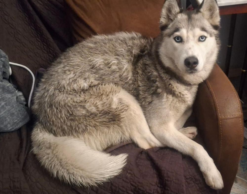 Image of Unknown, Found Dog