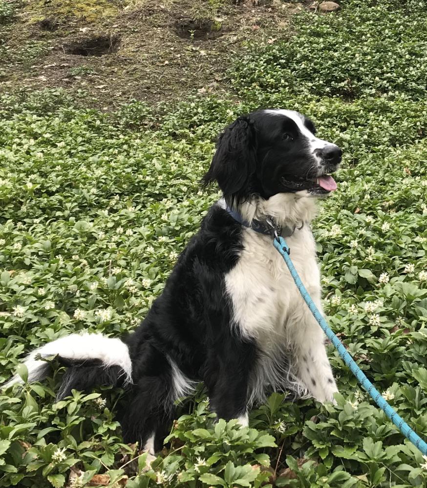 Image of Ella, Lost Dog