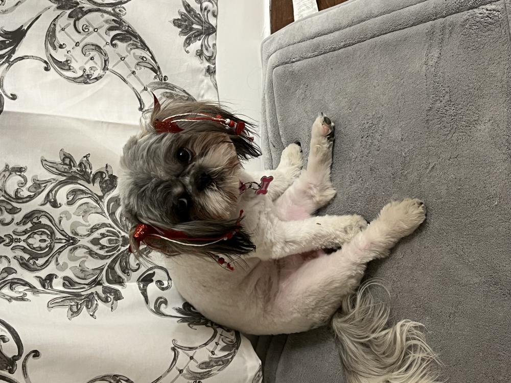 Image of Jade, Lost Dog