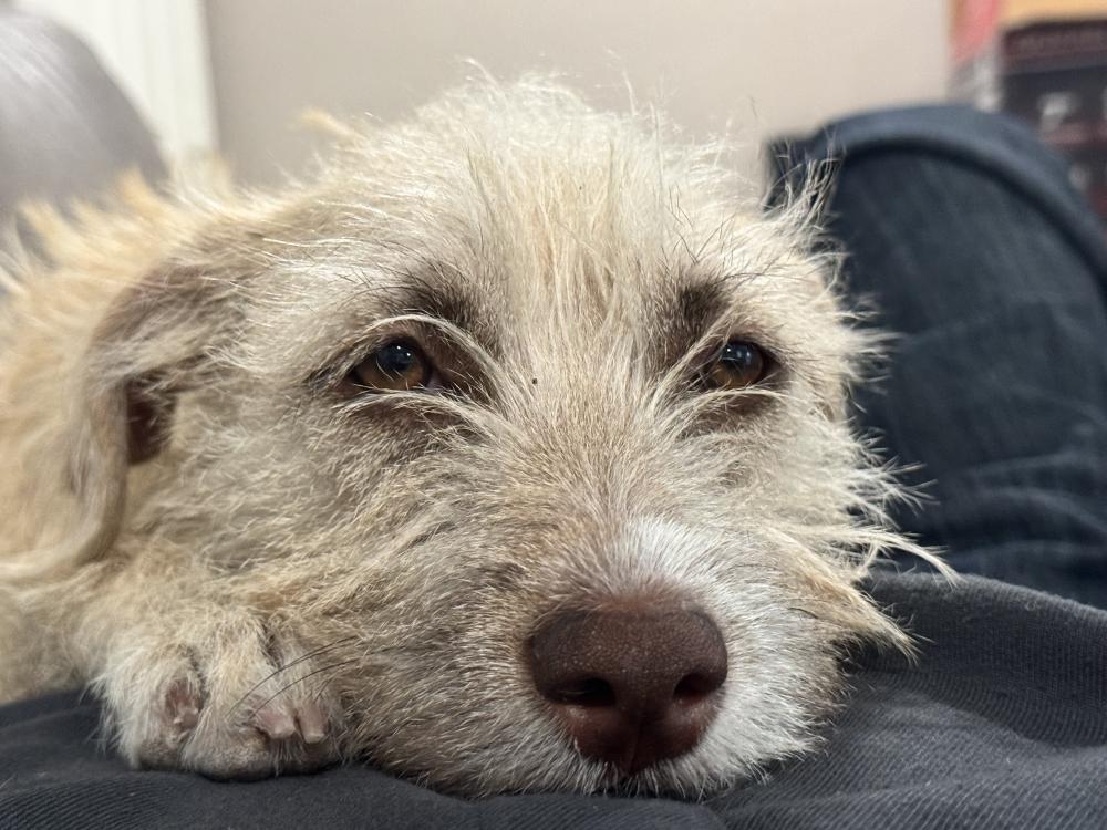Image of Luca, Lost Dog
