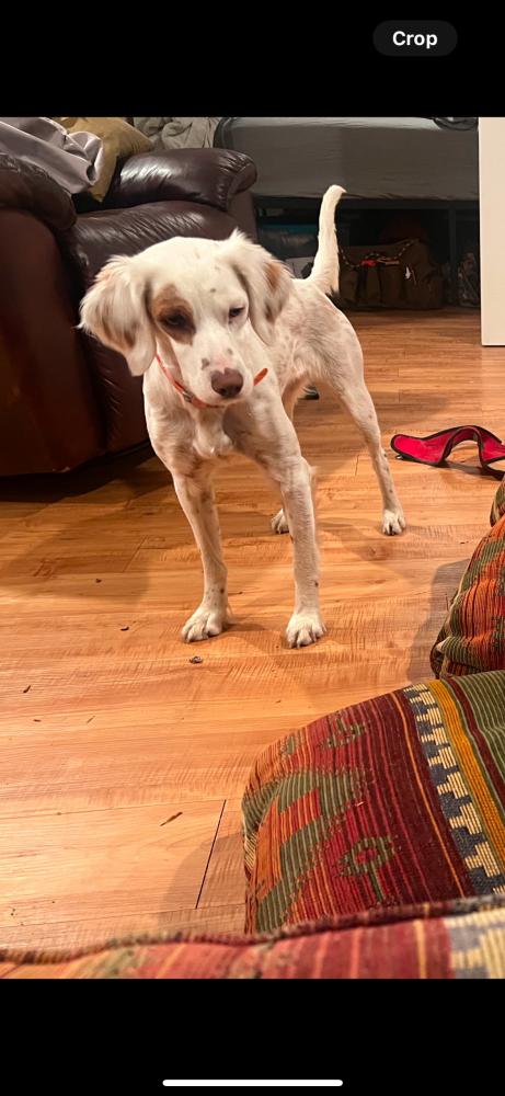 Image of Lulu, Lost Dog