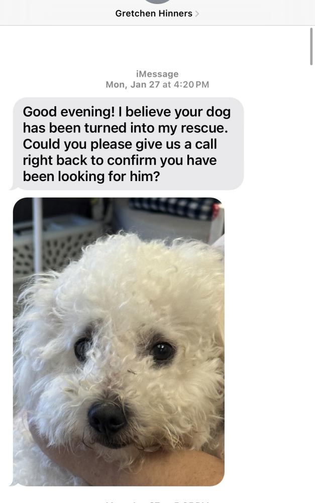 Image of MM, Lost Dog