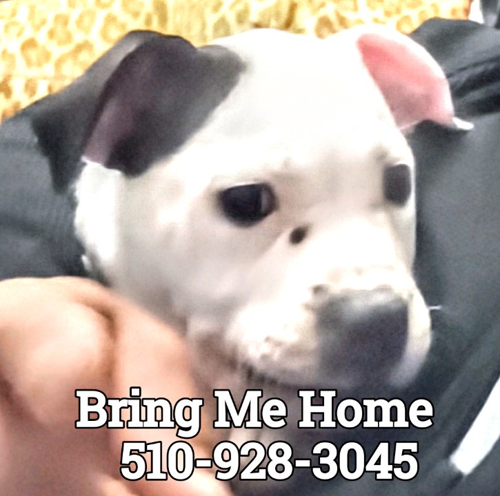 Image of Titan, Lost Dog