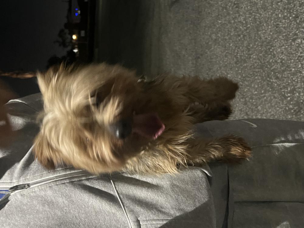 Image of Unknown, Found Dog