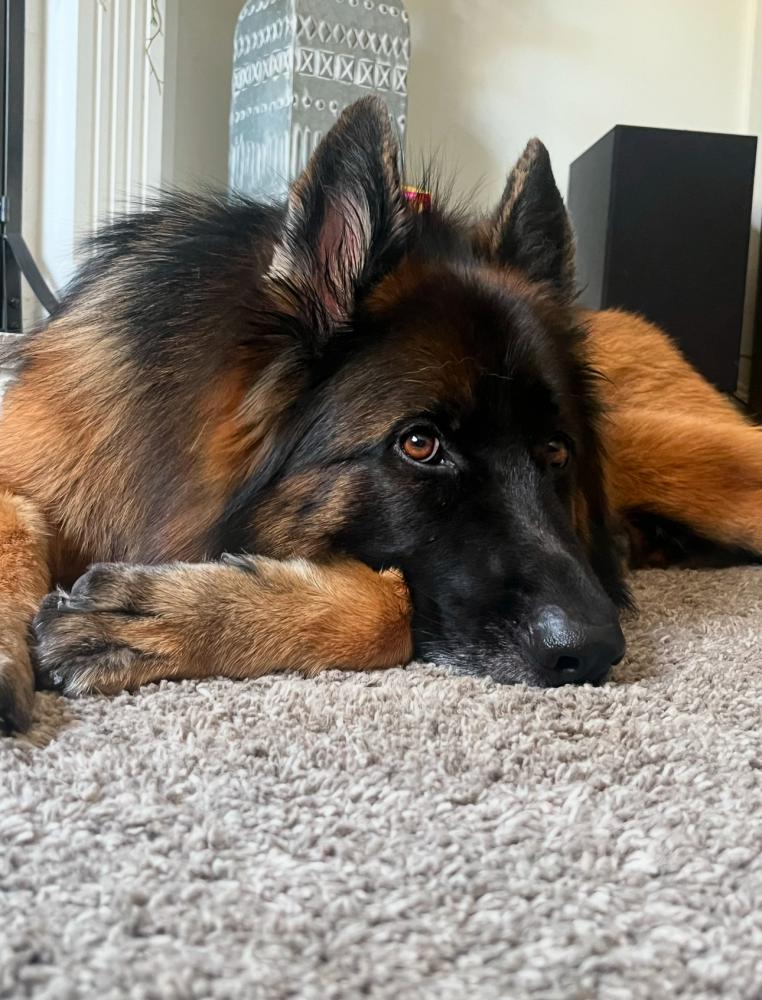 Image of Daisy, Lost Dog