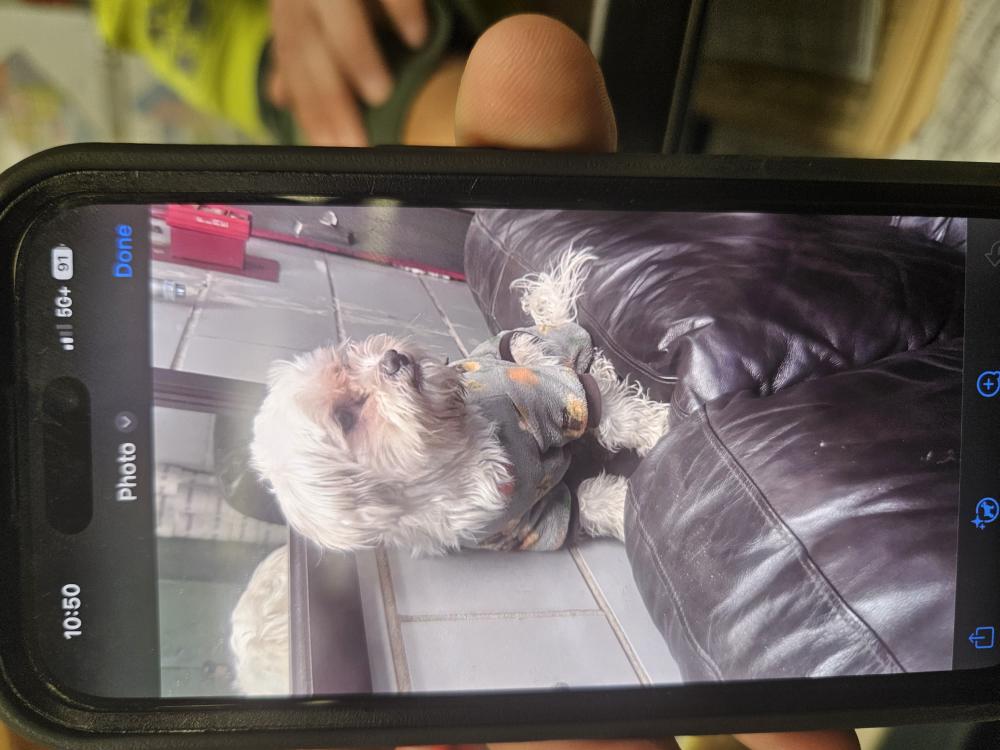 Image of Unknown, Found Dog