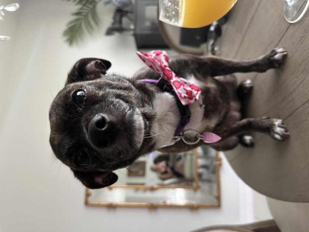 Image of Ellie, Lost Dog