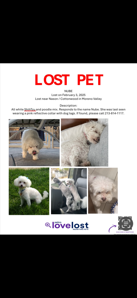 Image of Nube, Lost Dog