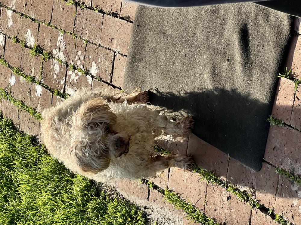 Image of Unknown, Found Dog