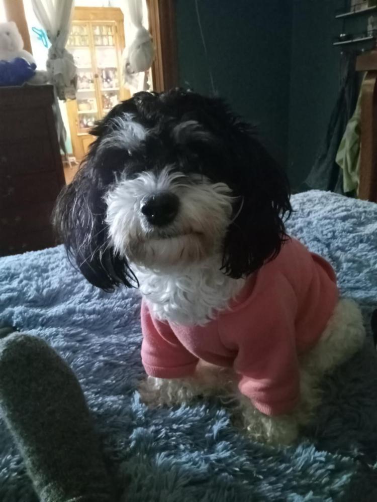 Image of Pelusa, Lost Dog