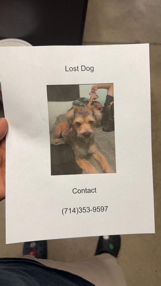 Image of Choko, Lost Dog