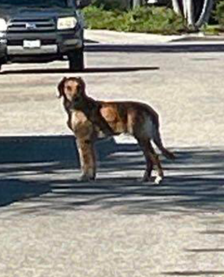 Image of Unknown, Found Dog