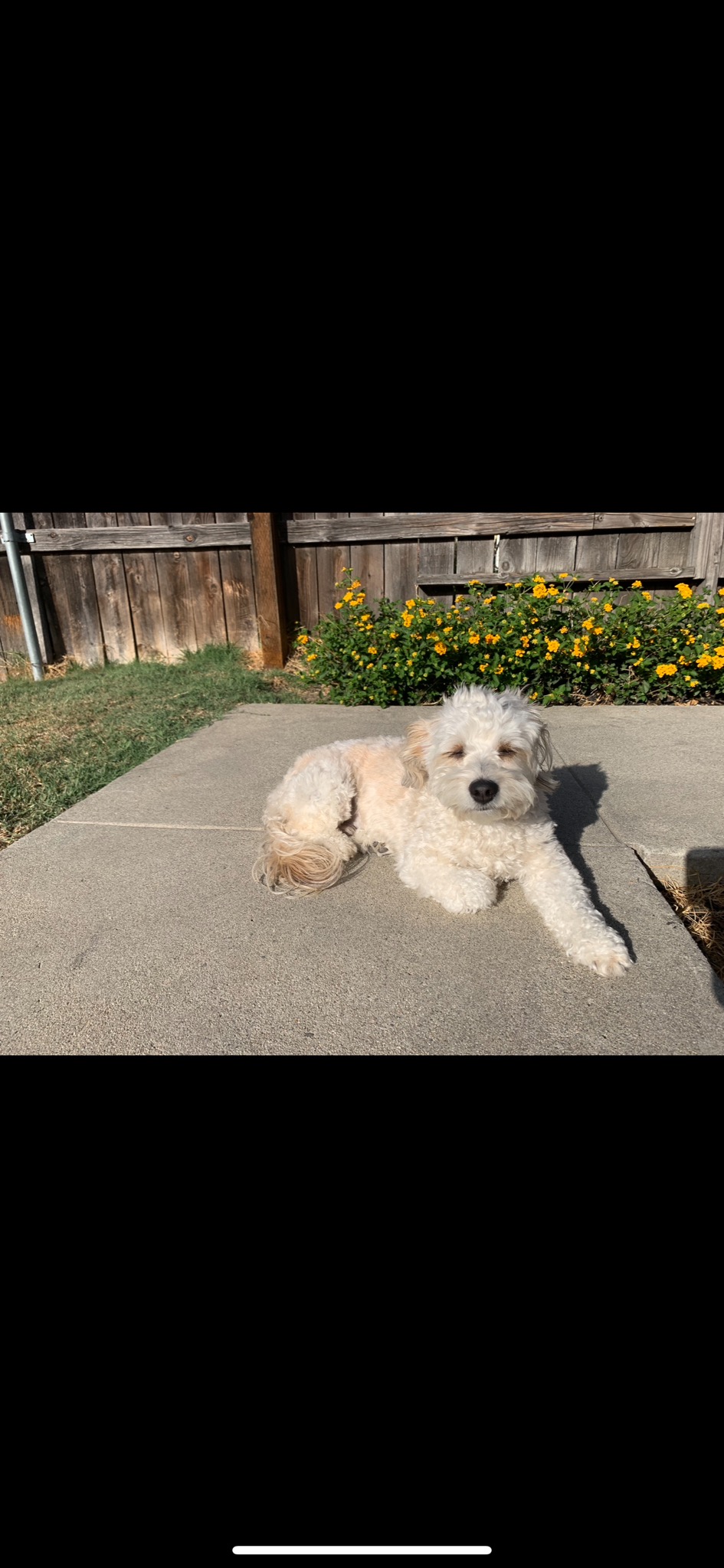Image of Cooper, Lost Dog
