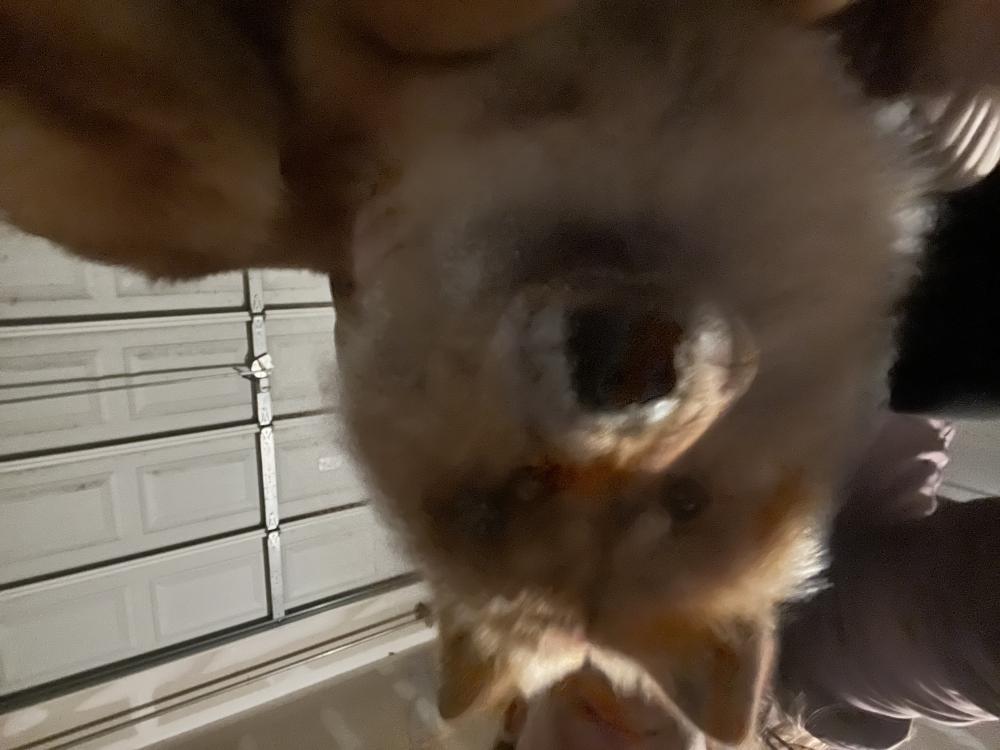 Image of Unknown, Found Dog