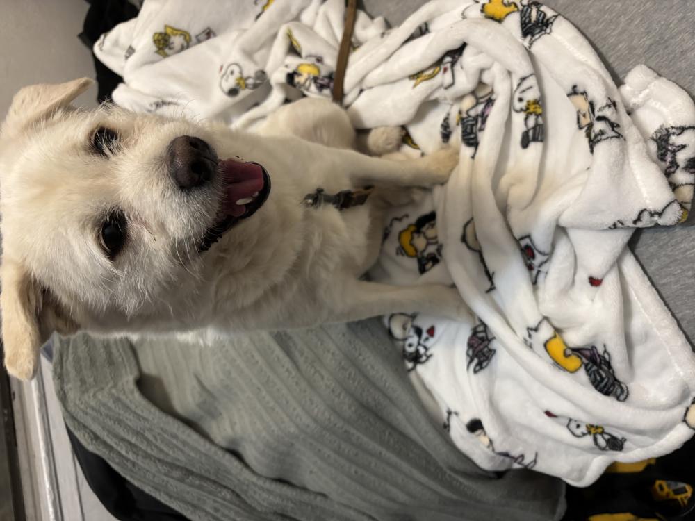 Image of Unknown, Found Dog