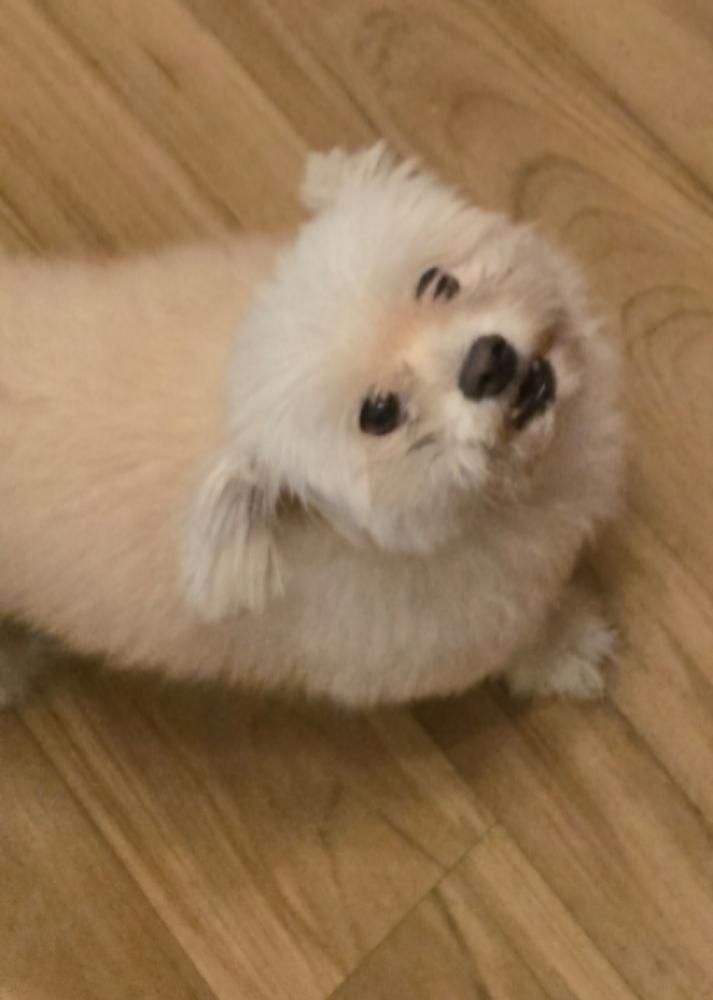 Image of Fleet, Lost Dog