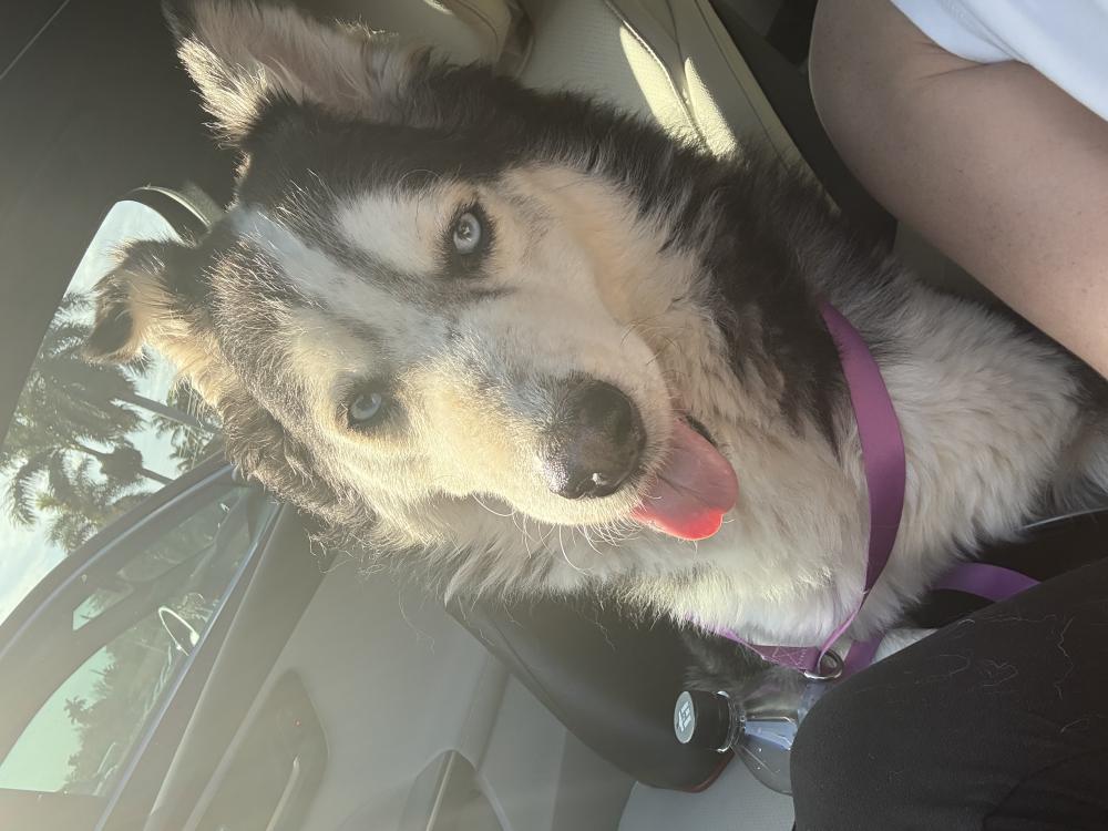 Image of Unknown, Found Dog