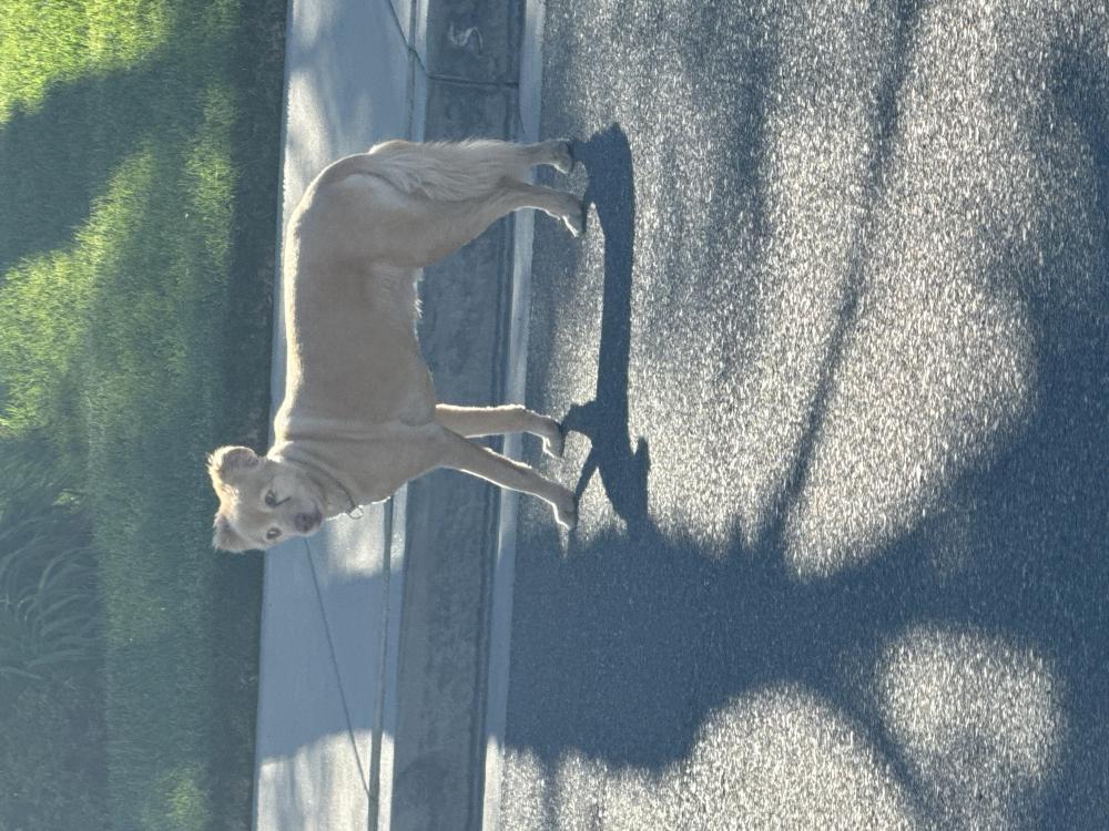 Image of Unknown, Found Dog
