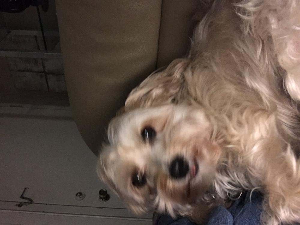 Image of Mikey, Lost Dog