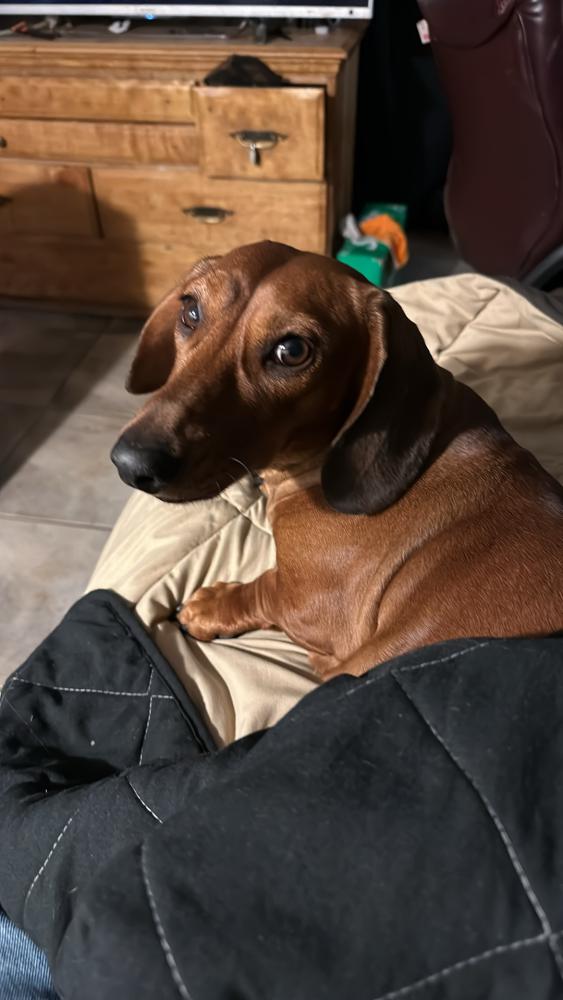Image of Penny, Lost Dog