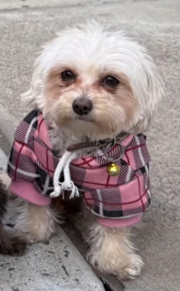 Image of Baby, Lost Dog