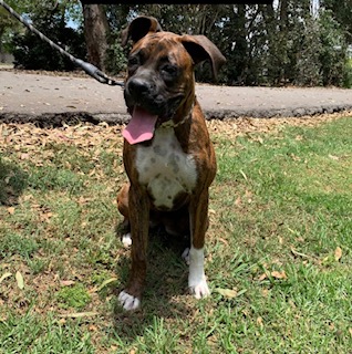 Image of Stella, Lost Dog