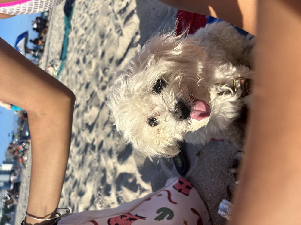 Image of Angel, Lost Dog