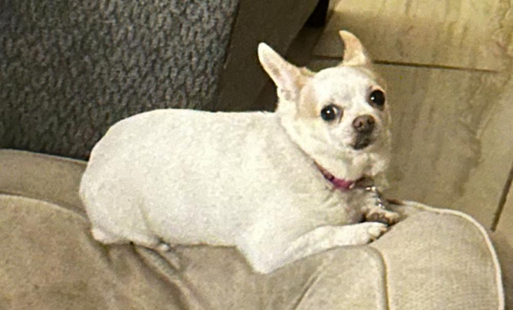 Image of Blanka, Lost Dog