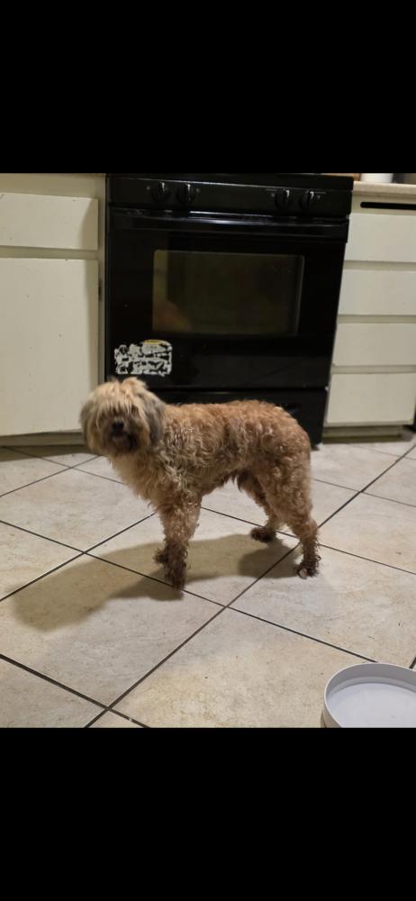 Image of Unknown, Found Dog