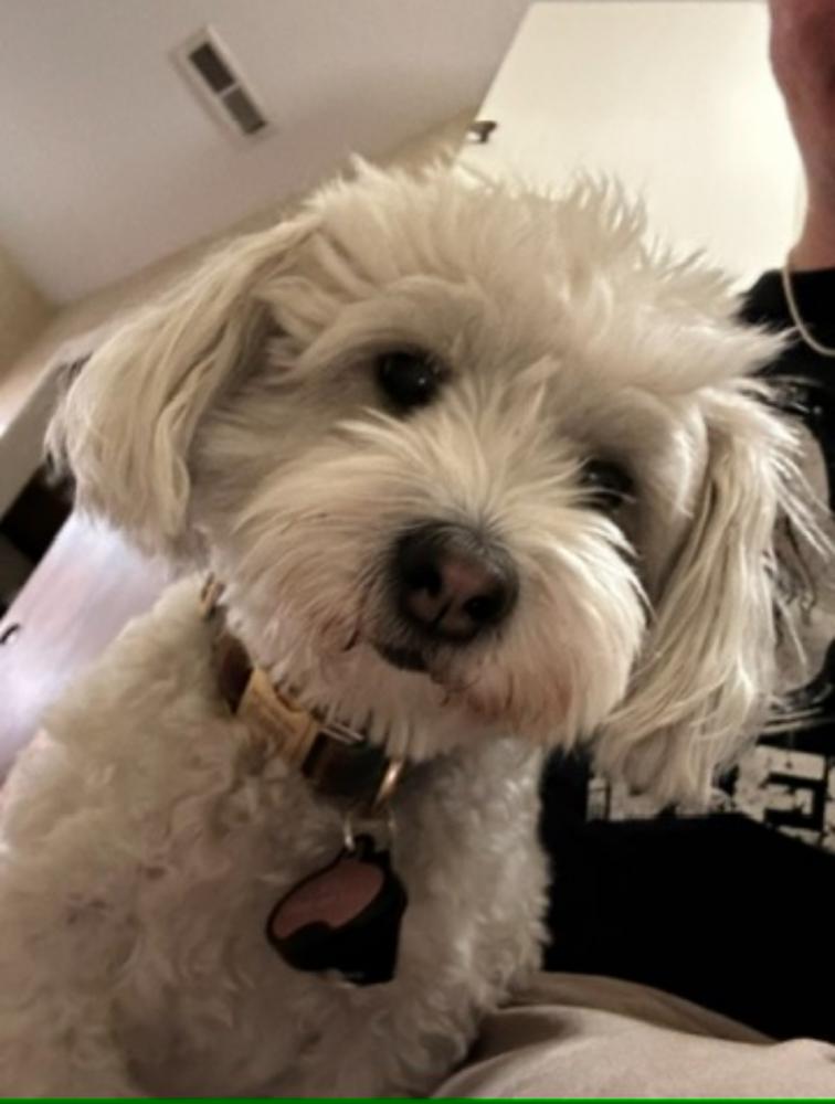 Image of Benji, Lost Dog