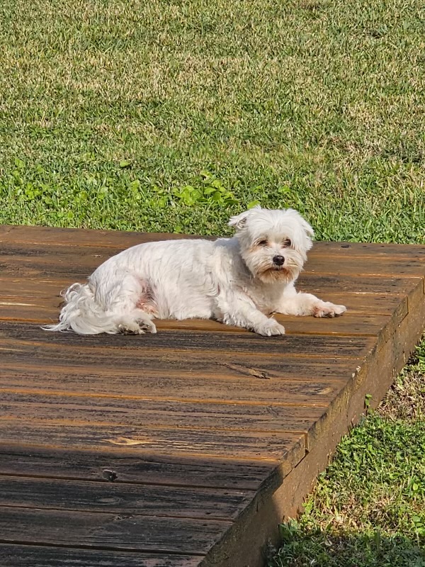 Image of Boo, Lost Dog
