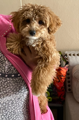 Image of Sassy, Lost Dog