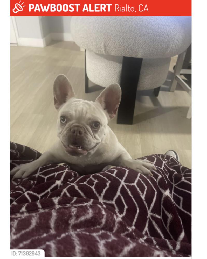 Image of Nala, Lost Dog