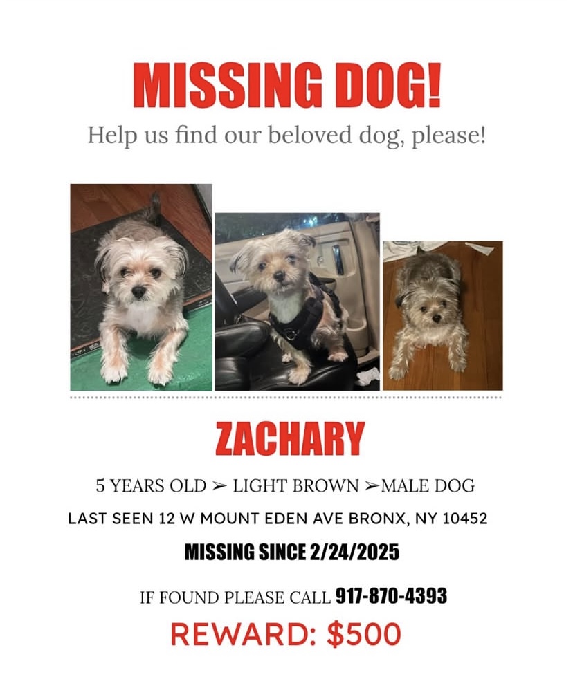 Image of Zachary, Lost Dog
