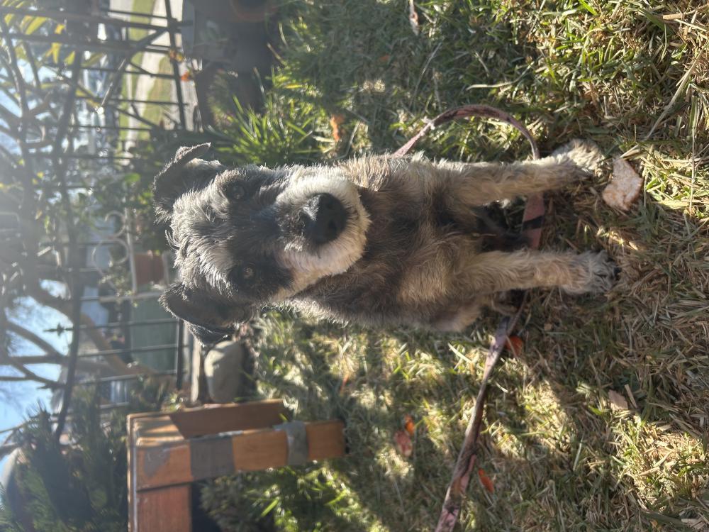 Image of Unknown, Found Dog
