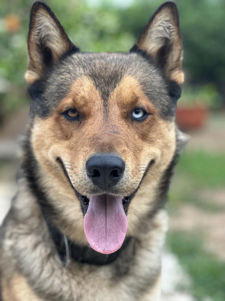 Image of Max, Lost Dog