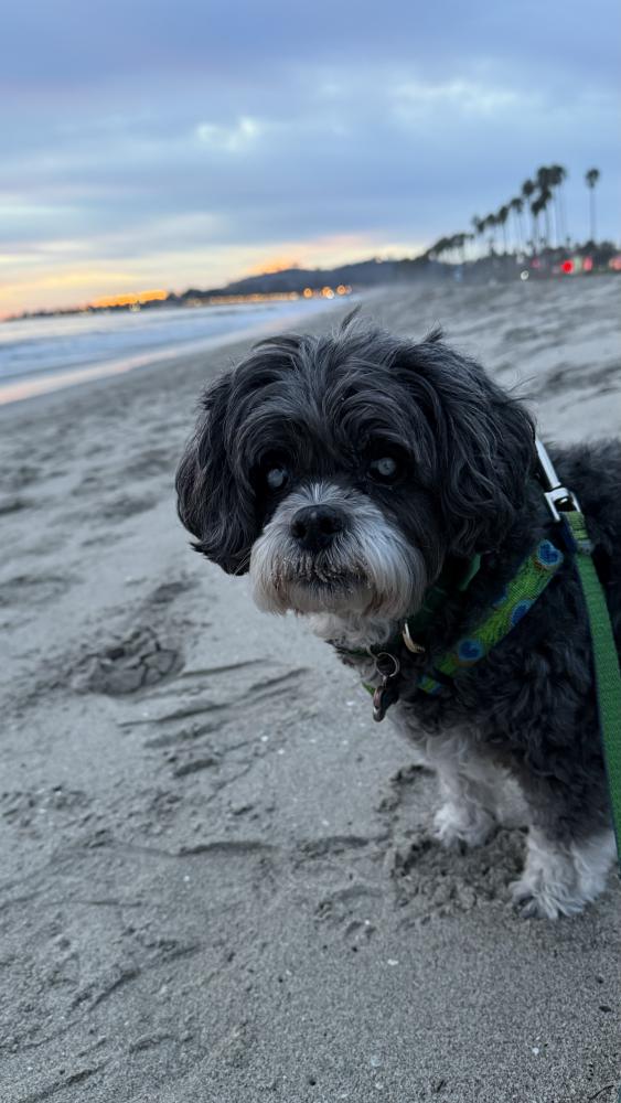 Image of Pepper Ann, Lost Dog