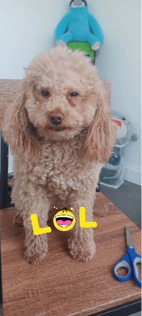 Image of Luca, Lost Dog