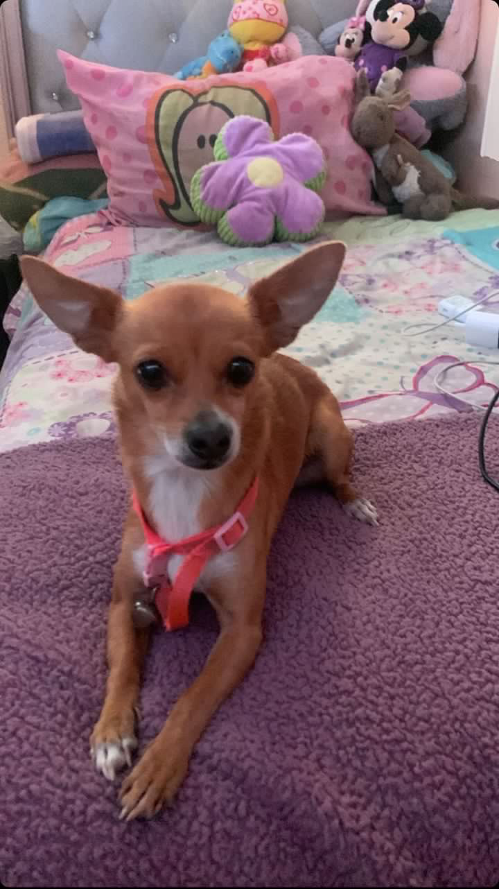 Image of Suki, Lost Dog