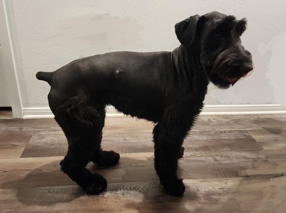 Image of Unknown, Found Dog
