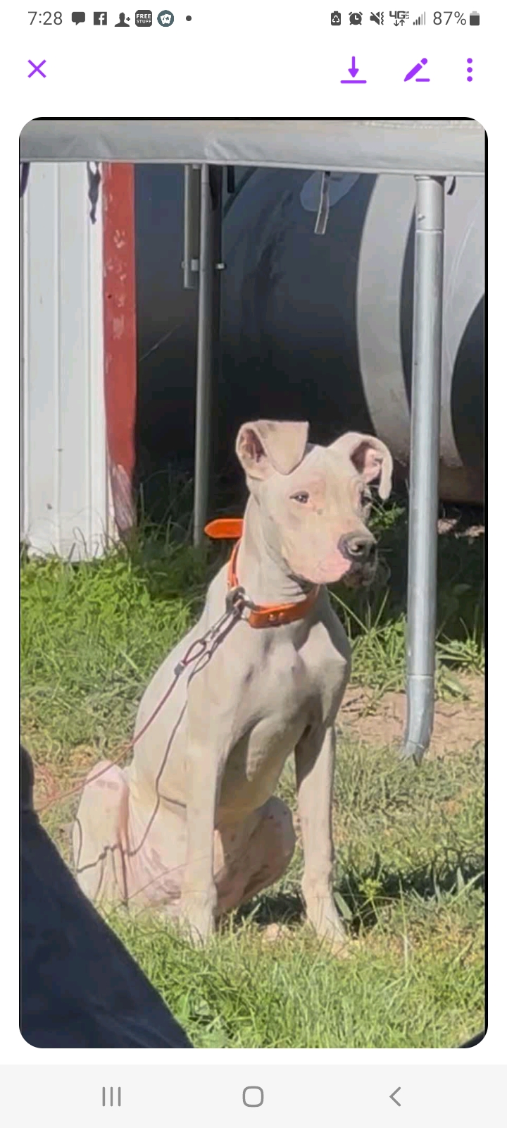 Image of Miklo, Lost Dog