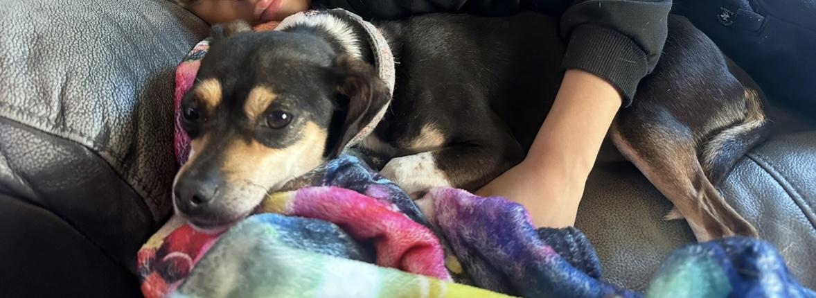 Image of Bella, Lost Dog
