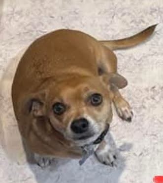 Image of Yuki, Lost Dog