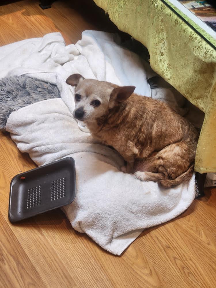 Image of Tammy, Lost Dog