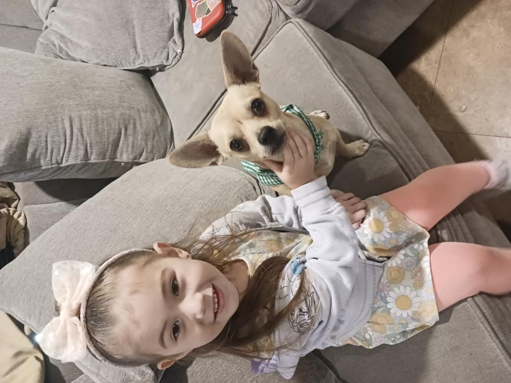 Image of Nugget, Lost Dog