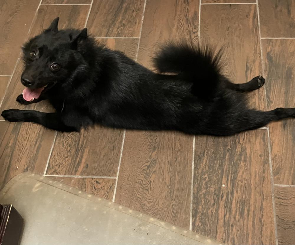 Image of Unknown, Found Dog