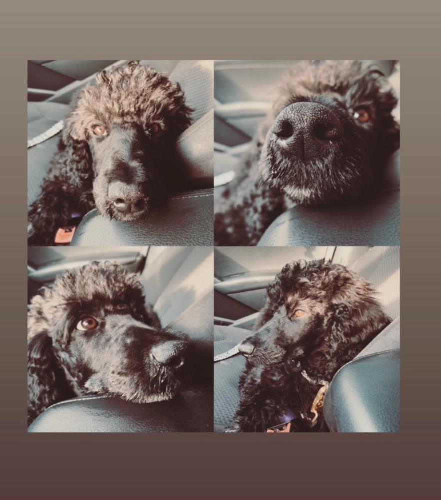 Image of Olive, Lost Dog