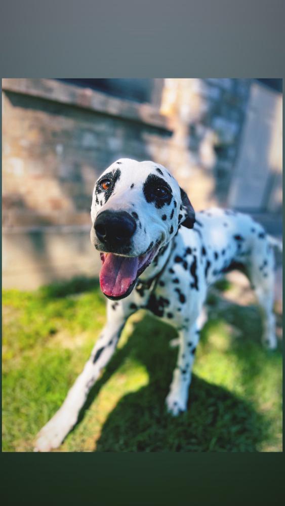 Image of Pongo, Lost Dog
