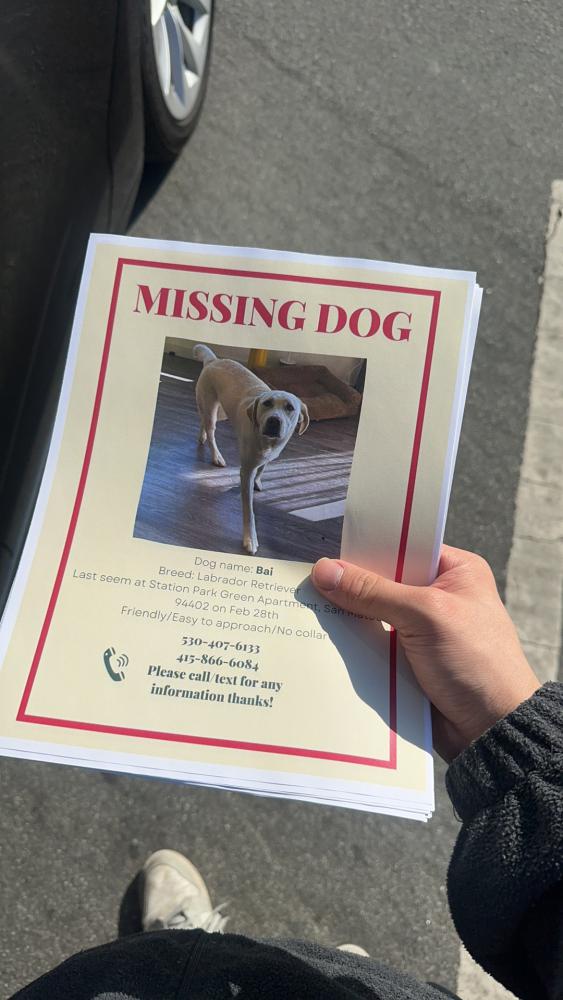 Image of Bai, Lost Dog